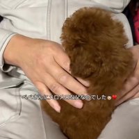 ベベさんにメロメロのお父さん