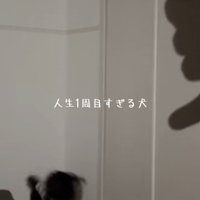 後ろに飛び退く犬