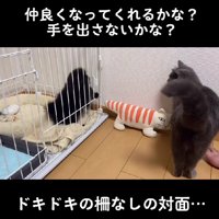 柵越しに2匹を慣らす