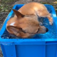 水遊びするぷりんちゃん