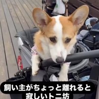 小さな子供みたい
