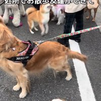 友達犬と歩けるように♪
