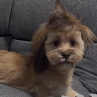 チョンマゲができてる！？