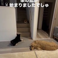 「また始まっちゃたぁ…」