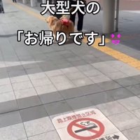 出待ちする犬