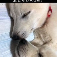 顔を寄せ合う2匹