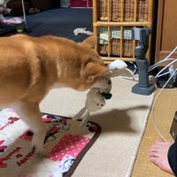 「おもちゃで遊ぼう！」