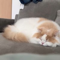 体調不良のレモンさんと優しいポテチくん