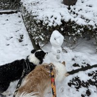 雪