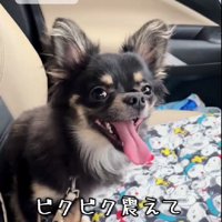 車に乗ると震えていた