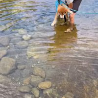 抱っこしてもらって川に入る柴犬
