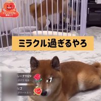 ロックくん＆ボブくんのハプニング
