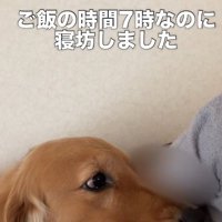 ベッドで横になっている飼い主を見つめるゴールデンレトリバー