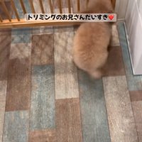 ゲートに近寄る犬