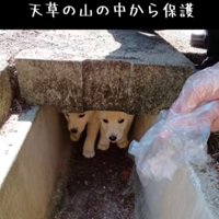 山の中に放置された子犬