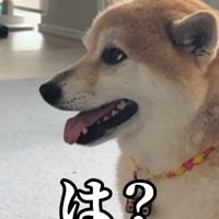 怒る柴犬