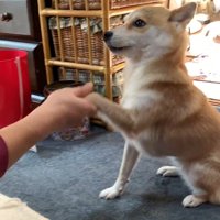 「お手」を披露