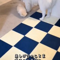 見つめる犬3