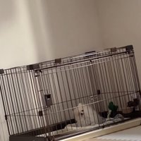 「この音なぁに？」