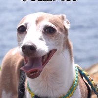 とらきち君のビフォーアフター⑩