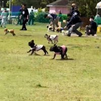 走る犬1