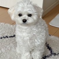 今でも可愛いわんちゃん