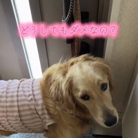 懇談するロイちゃん