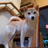 パパさんと一緒にルンルンで寝室へ♪
