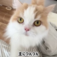 ハプニング発生時のポテチくんとレモンさん2