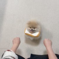 差し出された2つの手を見つめる犬