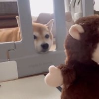 「なにこれ…？」