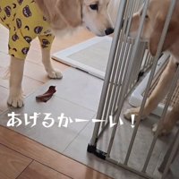 ケージ越しに見つめ合う姉犬と弟犬