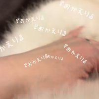 飼い主さんに飛びつくポメラニアン