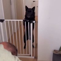 赤ちゃんを抱っこして犬の方へ近づく女性