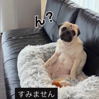 人間のように座るまめぞう君5