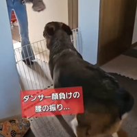 腰を振る犬
