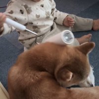 娘さんにコロコロしてもらうクウちゃん