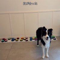 飼い主さんを呼び続けるサンゴくん2