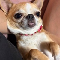 舌が出ていて愛嬌たっぷり♪