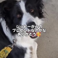 座ってこちらを見上げる犬