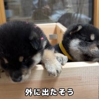 「外に出たいよ～」