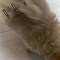 後ろ足が浮くきびちゃん