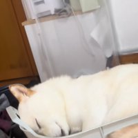 洗濯カゴで眠る柴犬