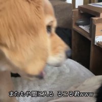 るこる君も負けじと割り込み！