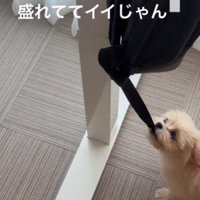 イタズラしてしまうことも