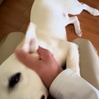 落ち着いてきたチム2くん