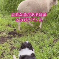 羊さんが群れに戻った！！