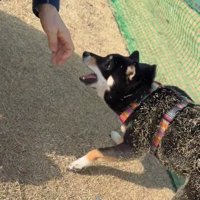 芝草まみれの音色ちゃん