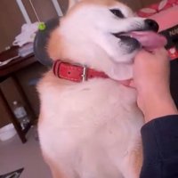 首元を撫でられている犬