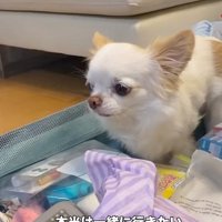 スーツケースに入るルークくん